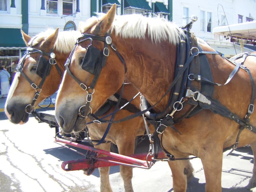 How to Get to Mackinac Island: Ferries, Flights & Expert Tips