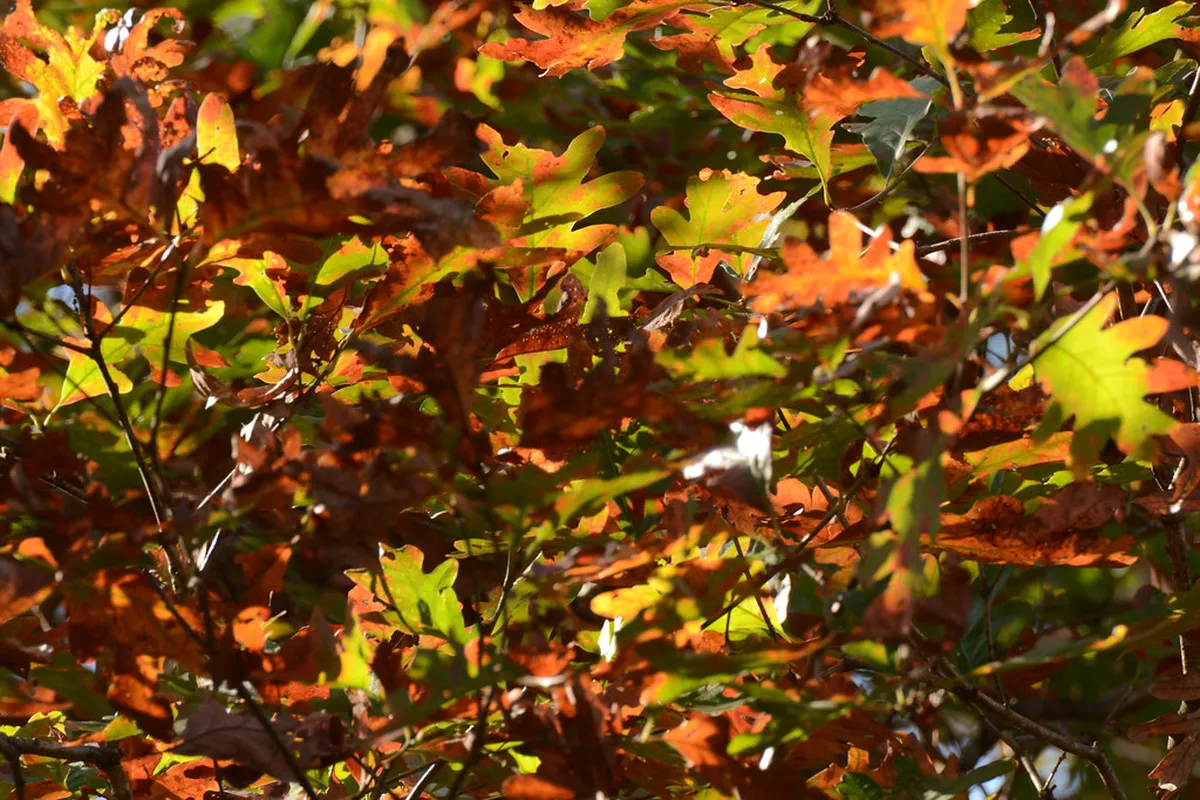 Albany Wildlife Area: Birding and Quiet Nature Trails
