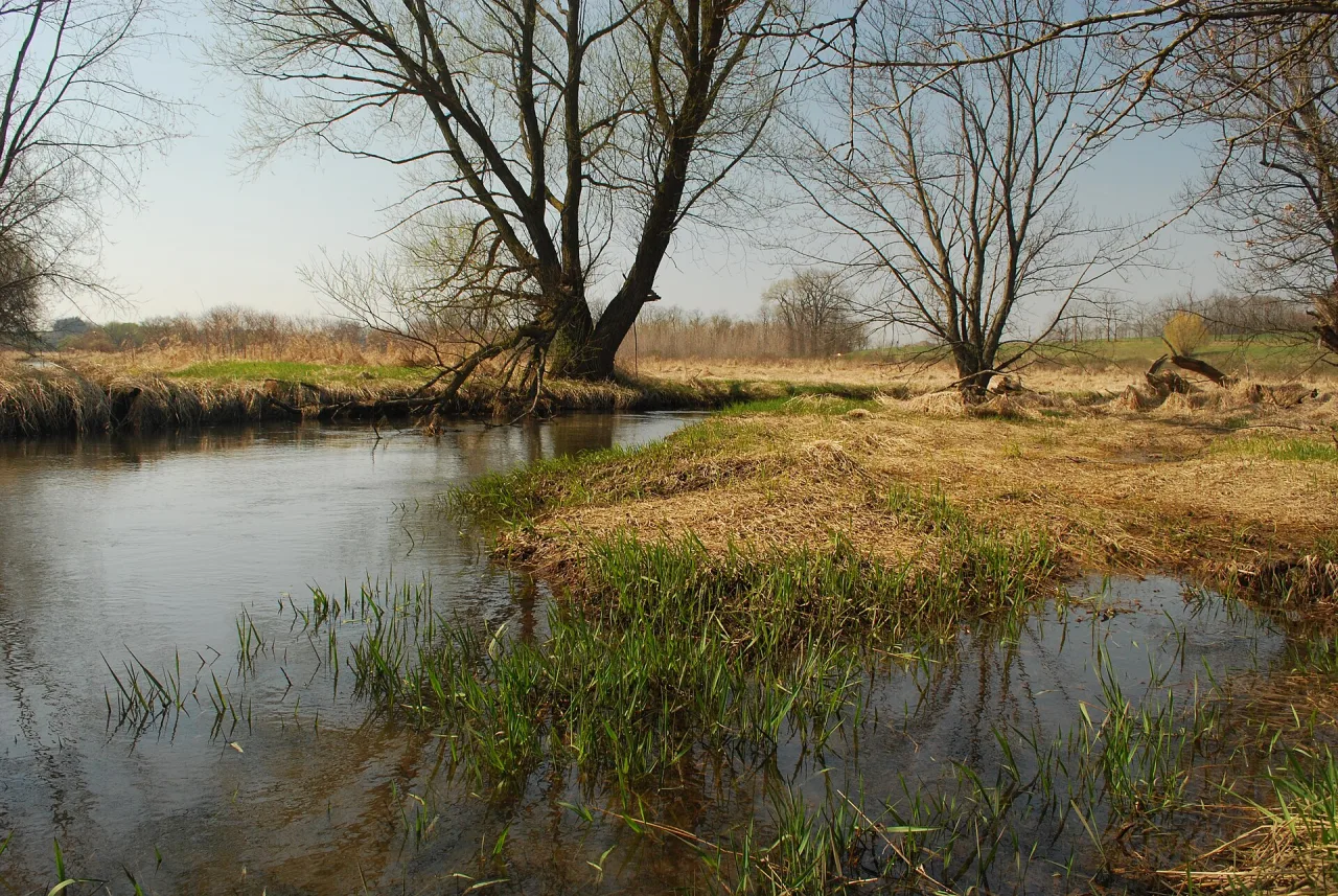 Wetland habitat along the Sugar River in Wisconsin
