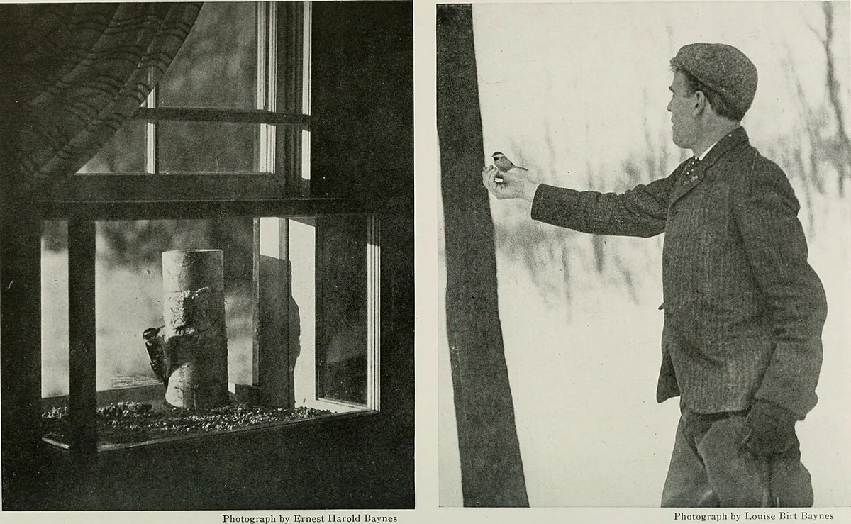 The book of birds; common birds of town and country and American game birds (1921) (14752294772) — 1