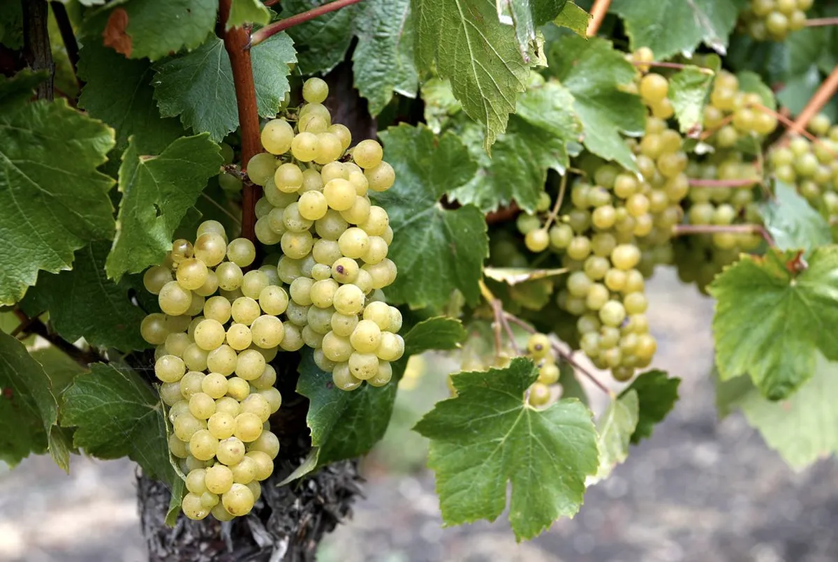 Guadalupe Valley, Baja California: A Wine-Country Wildcard in America