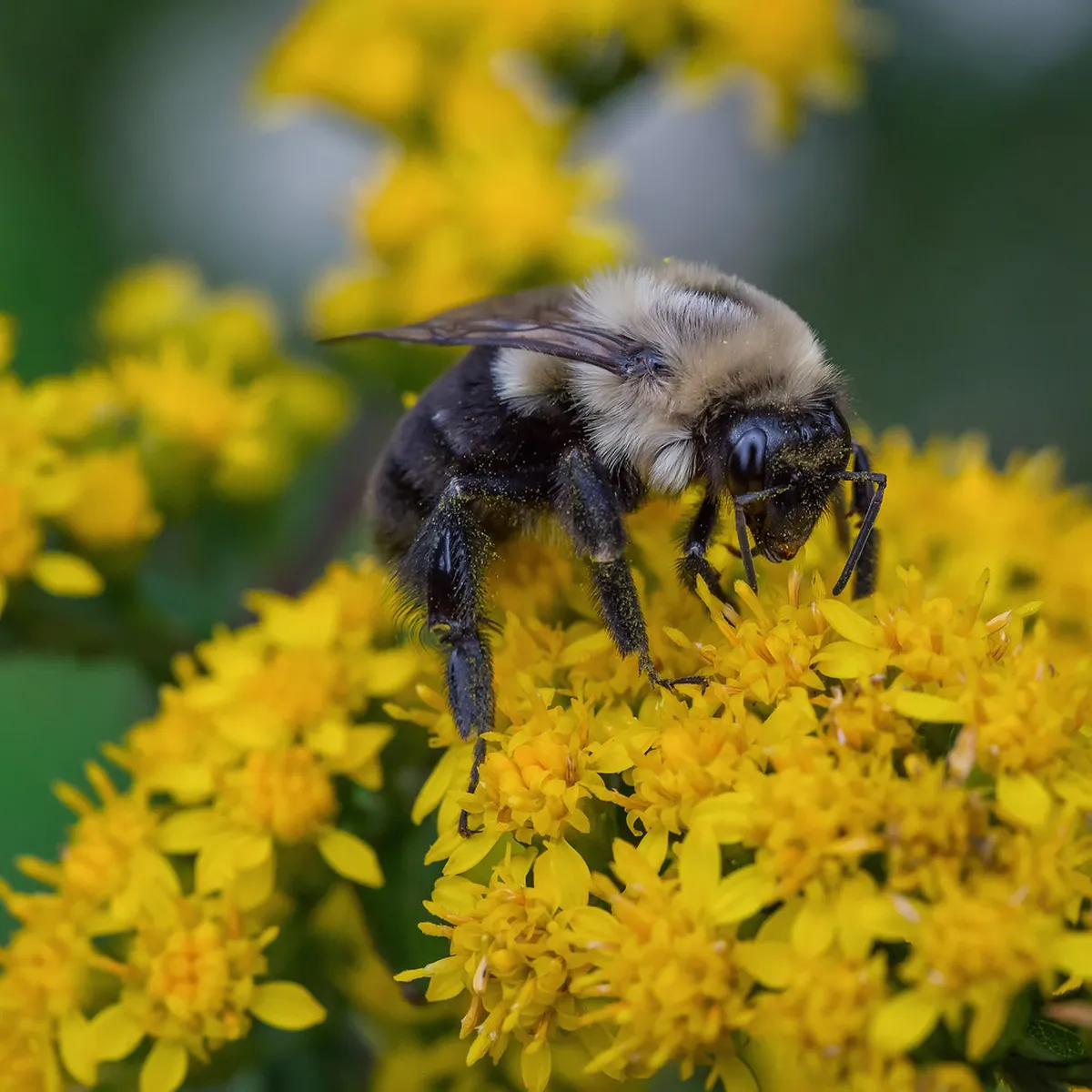 Use Bee City and Local Markets for Easy Asheville Souvenirs