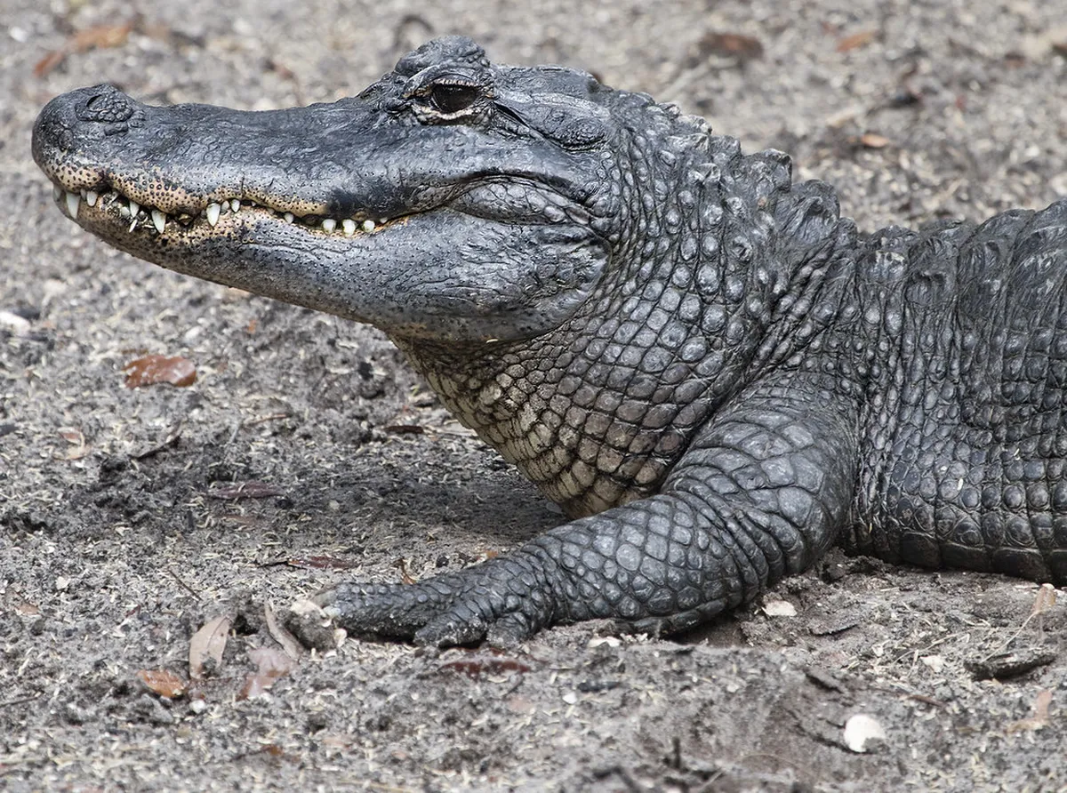 St. Augustine Alligator Farm: Logistics and Cost in St-Augustine